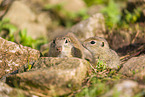 European ground squirrel