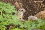 European ground squirrel