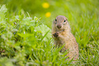 European ground squirrel