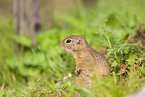 European ground squirrel