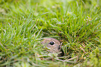 European ground squirrel