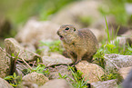 European ground squirrel