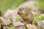 European ground squirrel