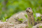 European ground squirrel