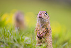 European ground squirrel