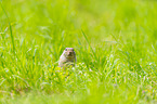 European ground squirrel