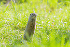 European ground squirrel