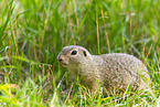European ground squirrel