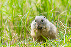 European ground squirrel
