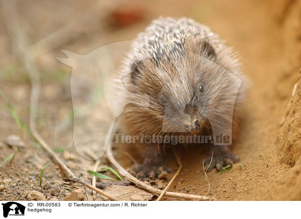 europischer Igel / hedgehog / RR-00583
