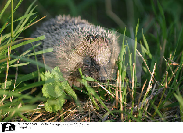 europischer Igel / hedgehog / RR-00585