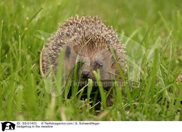 hedgehog in the meadow / SS-01403
