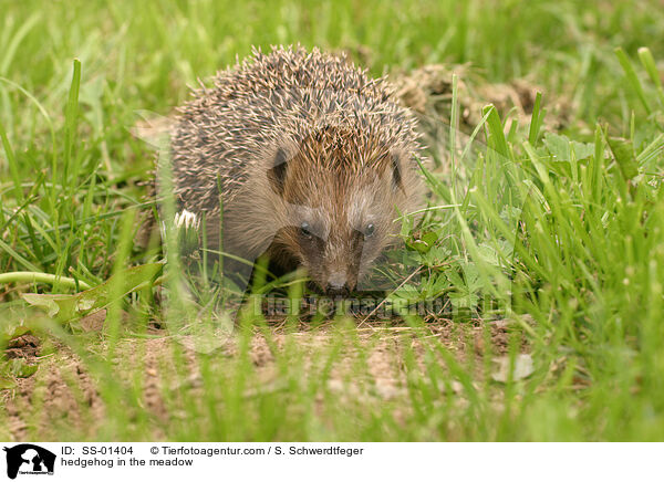 Igel auf Wiese / hedgehog in the meadow / SS-01404