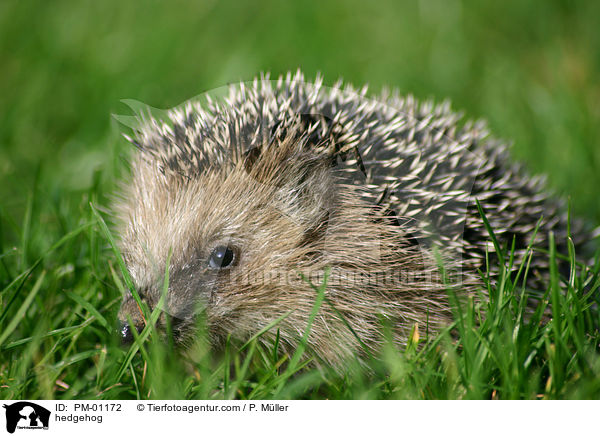 Europischer Igel / hedgehog / PM-01172