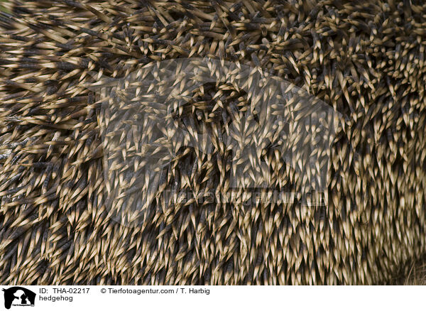 Braunbrustigel / hedgehog / THA-02217