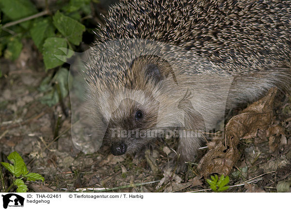 Braunbrustigel / hedgehog / THA-02461