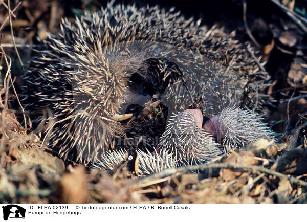 European Hedgehogs / FLPA-02139