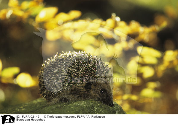 European Hedgehog / FLPA-02145
