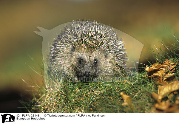 European Hedgehog / FLPA-02148