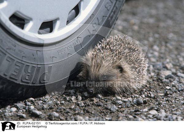 European Hedgehog / FLPA-02151