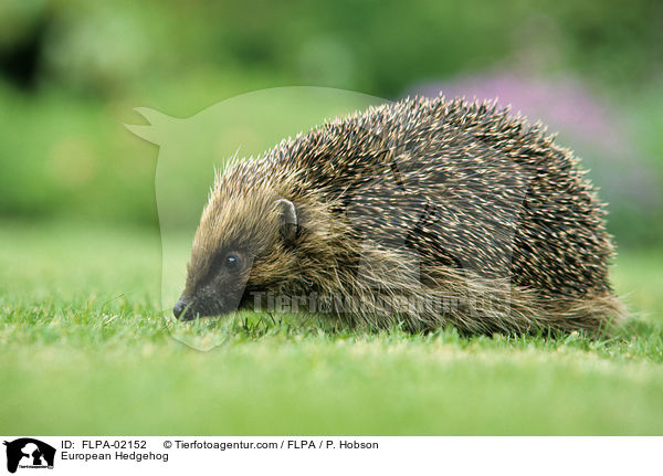European Hedgehog / FLPA-02152