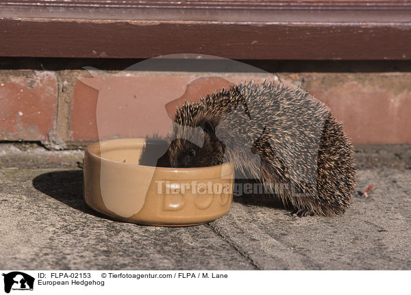 European Hedgehog / FLPA-02153