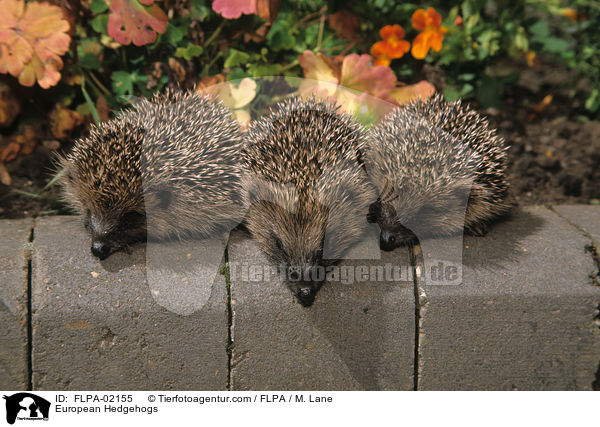Braunbrustigel / European Hedgehogs / FLPA-02155