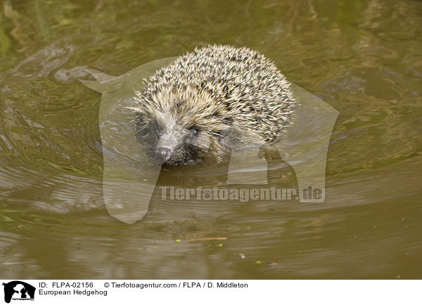European Hedgehog / FLPA-02156