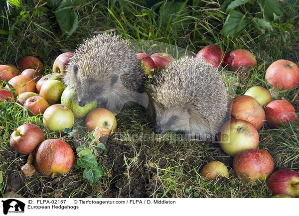 European Hedgehogs / FLPA-02157
