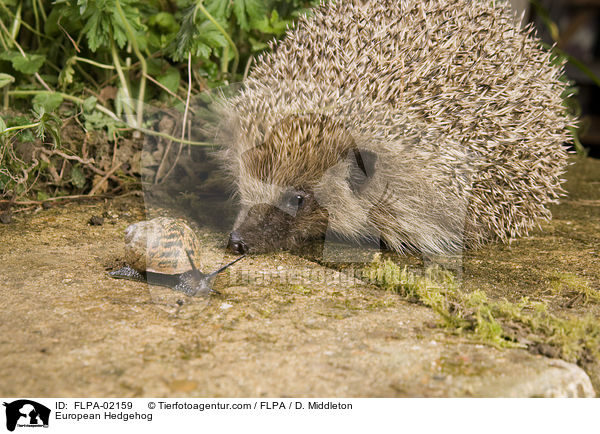 Braunbrustigel / European Hedgehog / FLPA-02159