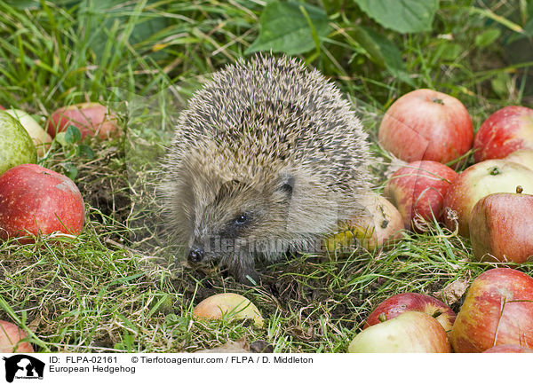 European Hedgehog / FLPA-02161