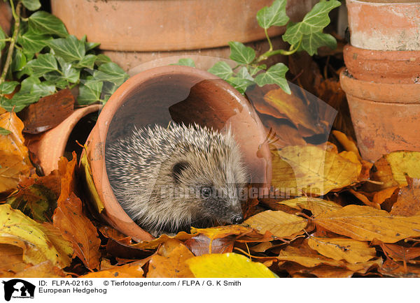 European Hedgehog / FLPA-02163