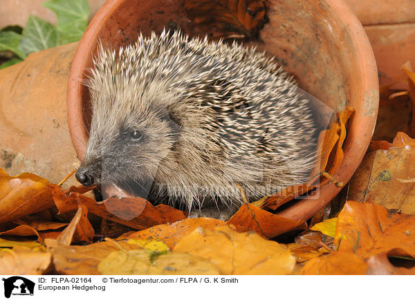 European Hedgehog / FLPA-02164