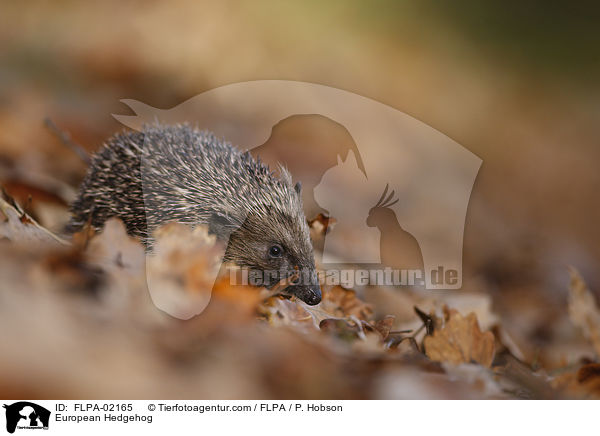 European Hedgehog / FLPA-02165