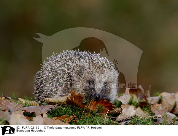 European Hedgehog / FLPA-02166