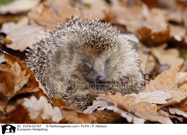 European Hedgehog / FLPA-02167