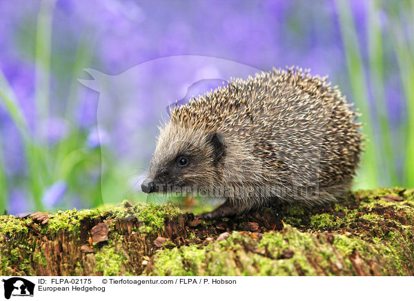 European Hedgehog / FLPA-02175