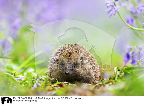 Braunbrustigel / European Hedgehog / FLPA-02176