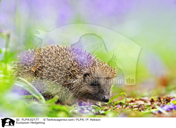 European Hedgehog / FLPA-02177