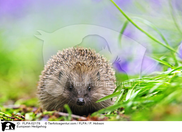 Braunbrustigel / European Hedgehog / FLPA-02178