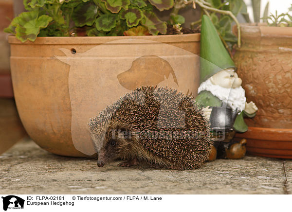 European Hedgehog / FLPA-02181