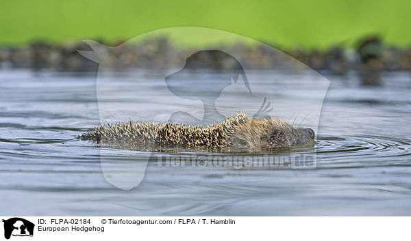 European Hedgehog / FLPA-02184