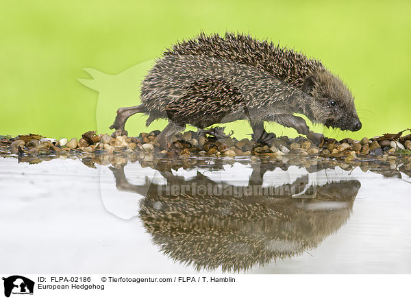 European Hedgehog / FLPA-02186