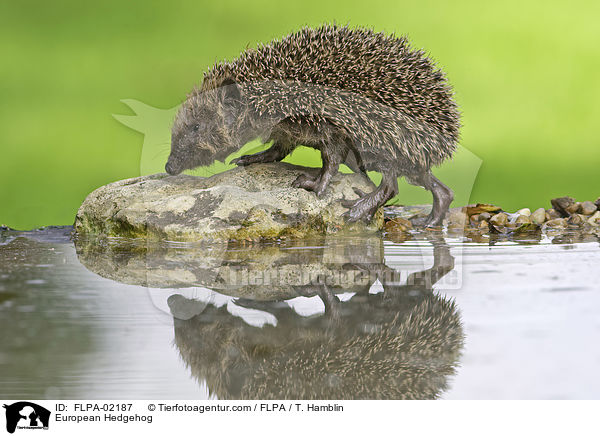 Braunbrustigel / European Hedgehog / FLPA-02187