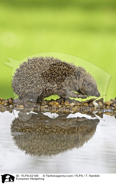 European Hedgehog / FLPA-02188