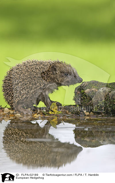 European Hedgehog / FLPA-02189