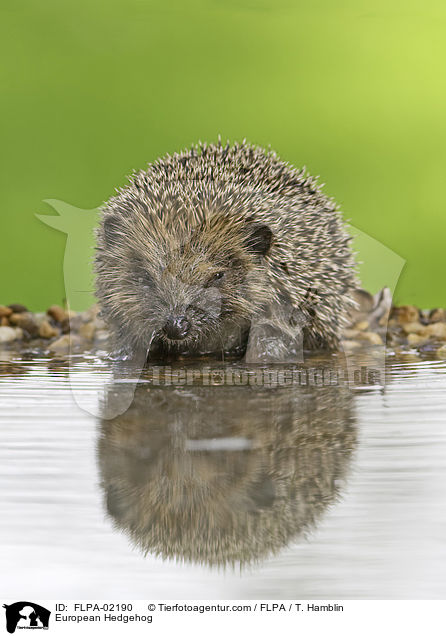 European Hedgehog / FLPA-02190