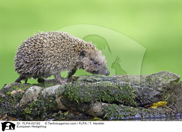 European Hedgehog / FLPA-02192