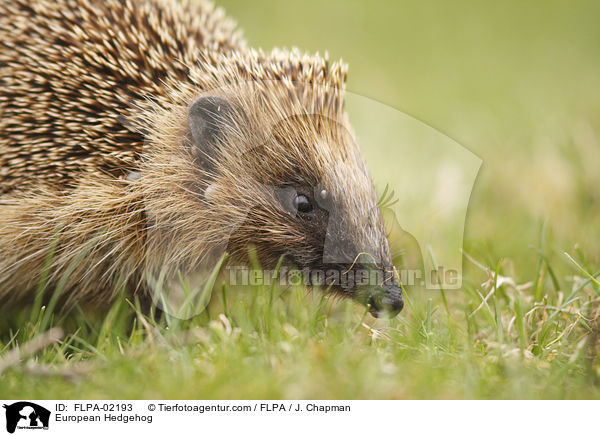 European Hedgehog / FLPA-02193