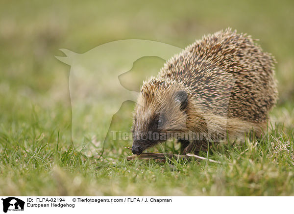European Hedgehog / FLPA-02194